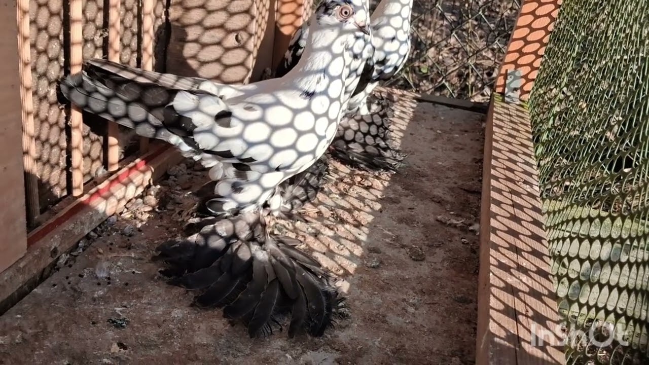 Gołebie murzyny ciemne, 46, nowe nabytki, golebie i nie tylko 🙂