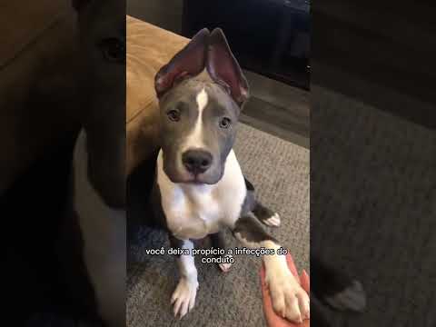 Vídeo: Top 3 Preocupações com a Saúde Para Pit Bulls