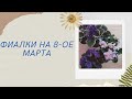 Фиалки на 8- ое Марта. Удачные продажи