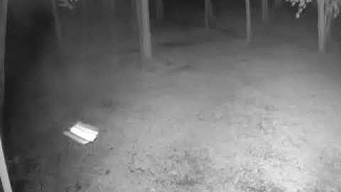 HD Michigan Flying Squirrel Night Time Security Camera #shorts