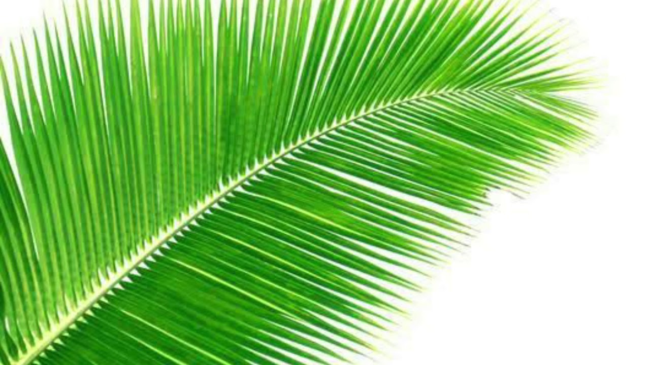 PLANTS IN COASTAL AREA Class 3 Science