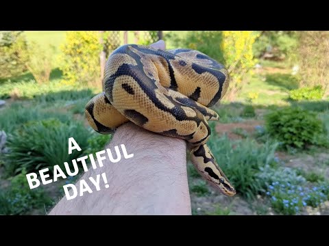 Taking my Ball Python Outside for some Fresh Air and Sunshine!