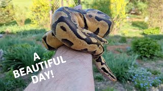 Taking my Ball Python Outside for some Fresh Air and Sunshine!