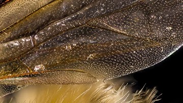 BES MacroPro Photography: Honey bee macro animation