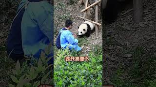 Discover the Magic Behind BGM in 'Panda & Flower': #PandaMagic #BGMRevelation...