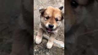 Little cute teacup puppies😍 #cute #toys #baby #cutebaby #cuteanimal #dog #pets #doglover #pomeranian