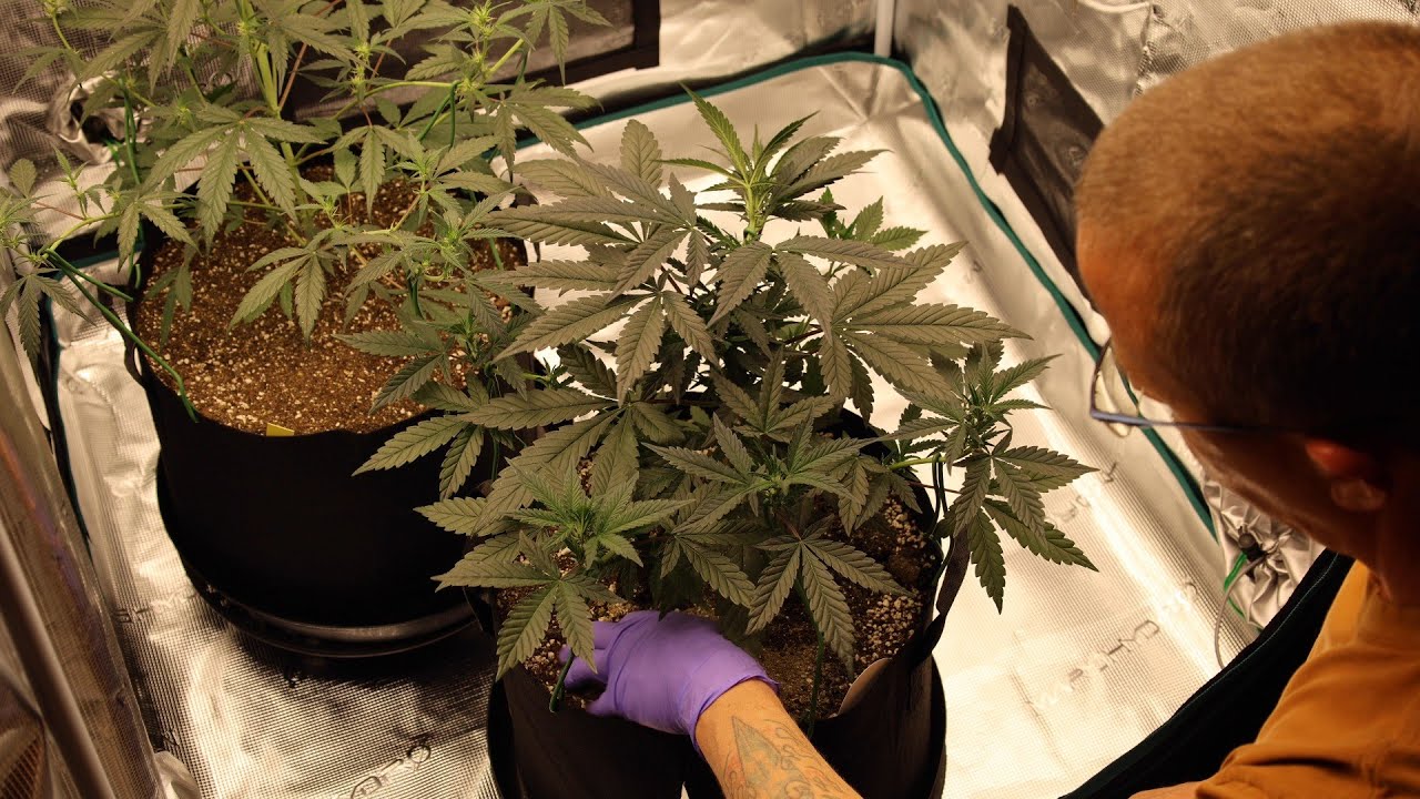 Growing Autoflowers W/Dr. Earth - Day 43 Final Topdressing