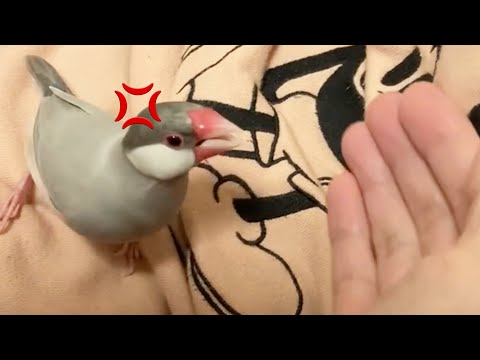 パパの手に怒り狂い噛みまくる文鳥よもぎ　癒し動物　面白い動物　Java sparrow