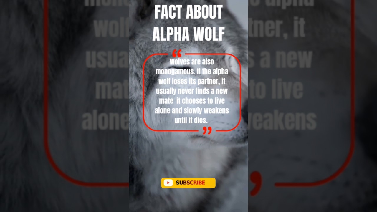 “When a Wolf Loses Its Mate… The Saddest Truth About Alpha Wolves  | Wait Till the End”