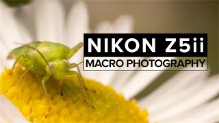 Nikon Z5ii Macro Photography | Real World Review | Just FANTASTIC! Nikon Z5ii Macro Photography | Real World Review | Just FANTASTIC!