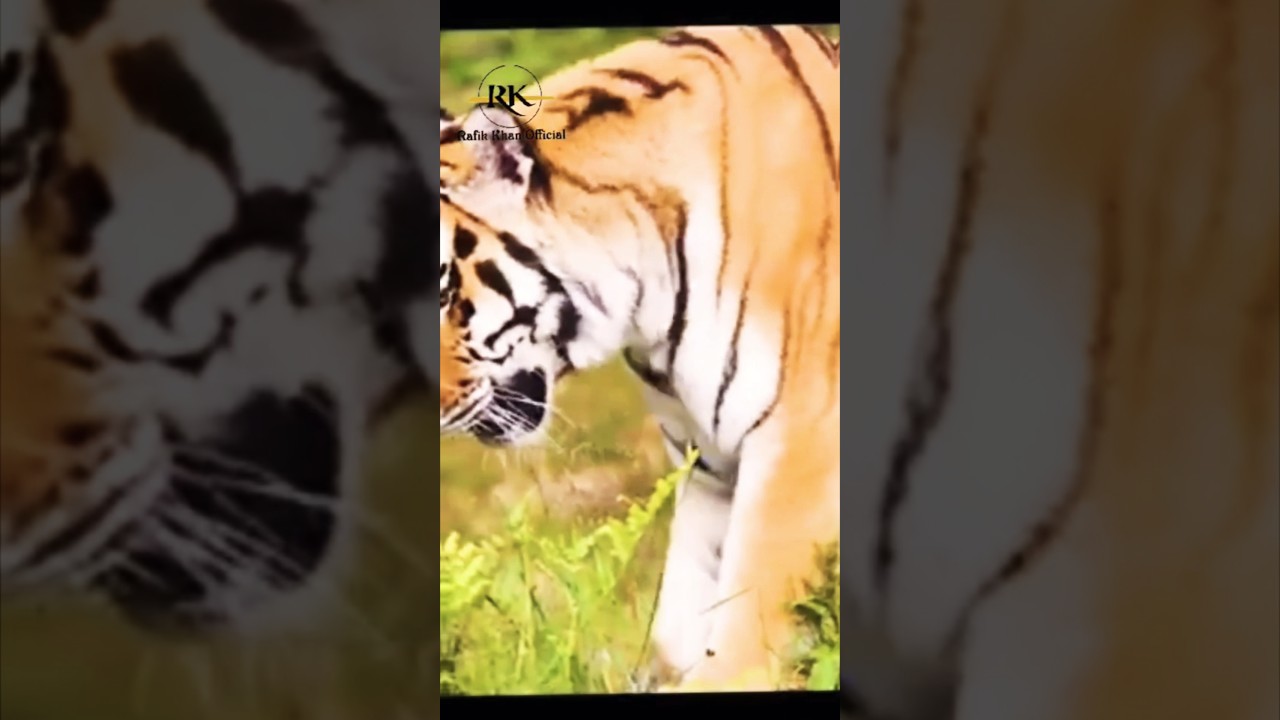 How many tigers 🐅 in India? #shorts #amazingfacts #tiger