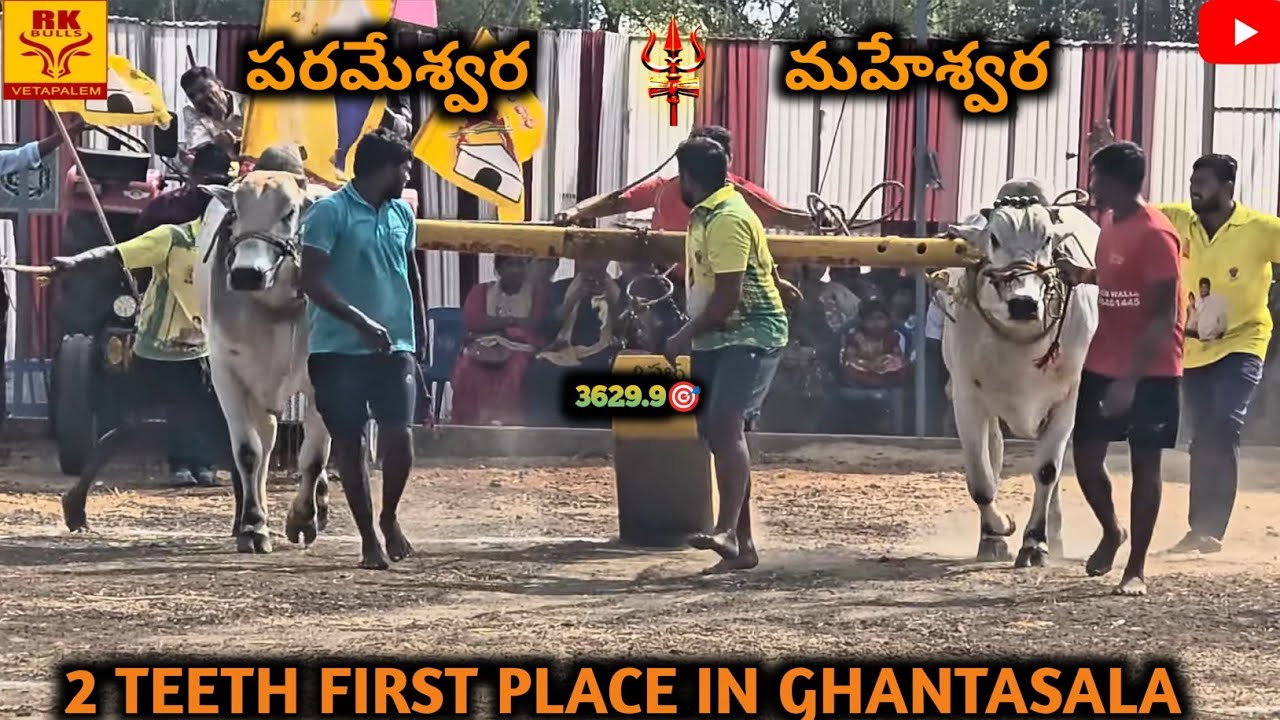 Parameswara and maheswara in ghantasala 2 teeth bull race won 1st place
