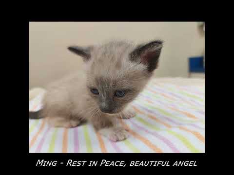 Tuxie's Legacy - Ming has crossed the rainbow bridge - 04.04.2025