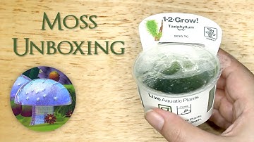 Aquarium Moss Unboxing
