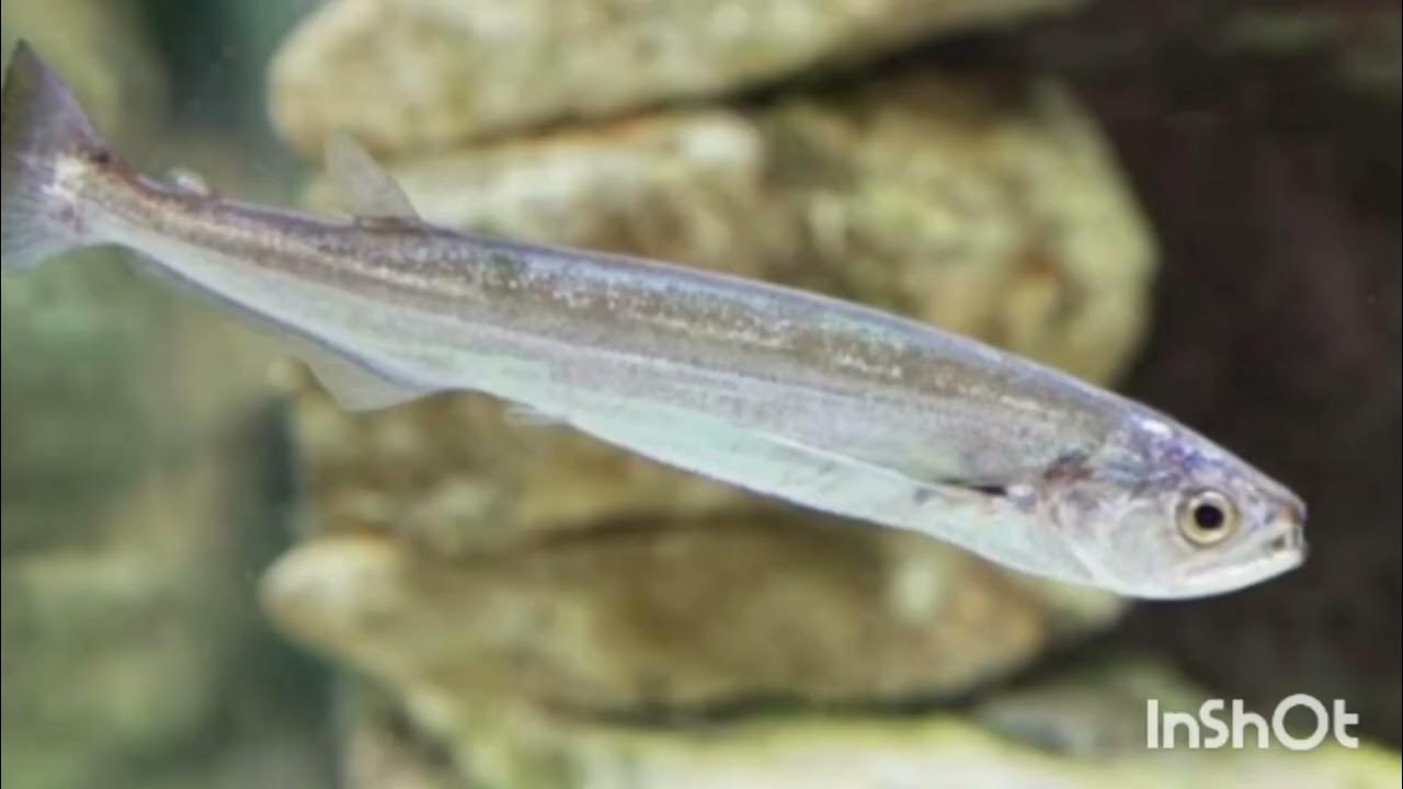 Ajana Canvas Horrific Candiru Fish Native To The Amazon Basin Swims Up