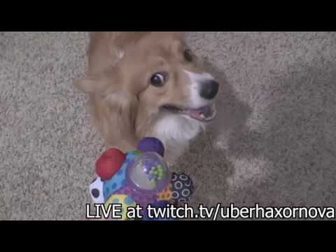 Dogs Baby Toy - Dogs Baby Toy