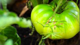 Campus garden brings farm-to-table experience to Greenville culinary program