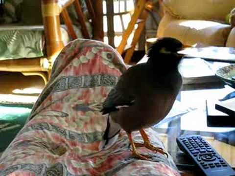 I can talk can you fly Amazing talking Mynah Kaleo