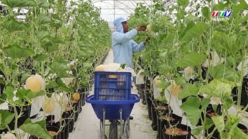 Tây Ninh: Khoa học và công nghệ tạo đột phá trong phát triển nông nghiệp | TayNinhTV