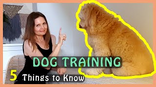 5 CLEVER BASICS of DOG TRAINING (Goldendoodle Puppy/Dog Training)