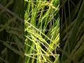 Desi farming dekho guse is dhaan me raag lega hai ganthi or daane bherna  lya dabai hai#agrofarm-g6r