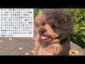 Taruちゃんが旅立った後の話。ペット火葬業者、火葬費用について。