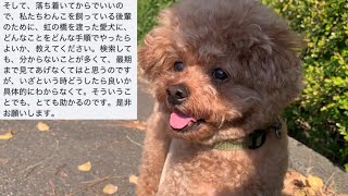 Taruちゃんが旅立った後の話。ペット火葬業者、火葬費用について。