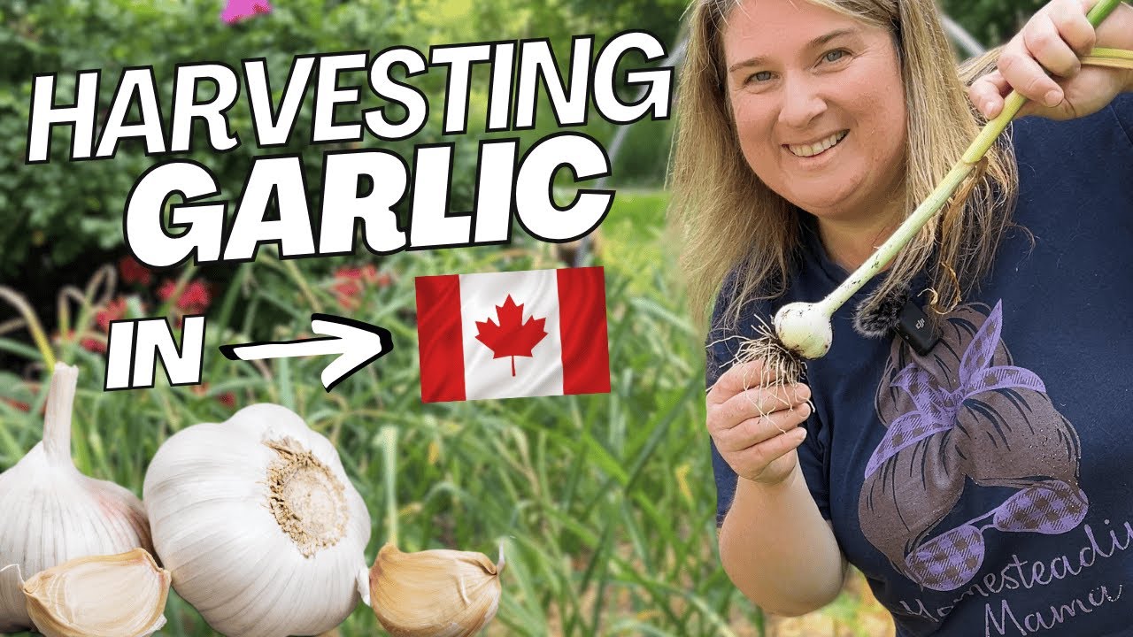 Harvesting Garlic in a Canadian Cold Climate