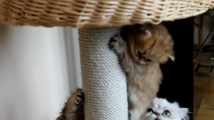 Watch the video about Chinchilla Cats family play