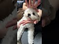 花のように咲く…と思いきや下向くマルプー😂🌸 #マルプー #犬のいる暮らし #舌出し犬 #フラワーダンス #JISOO #Flowerダンス #犬動画 #癒し動画 #ペットのいる生活