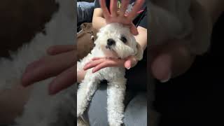 花のように咲く…と思いきや下向くマルプー😂🌸 #マルプー #犬のいる暮らし #舌出し犬 #フラワーダンス #JISOO #Flowerダンス #犬動画 #癒し動画 #ペットのいる生活