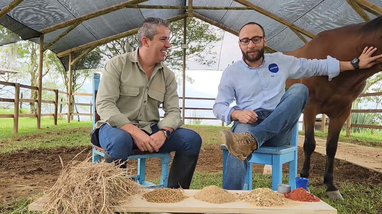 Cual es el alimento ideal para los caballos? Factores importantes para una buena nutrición