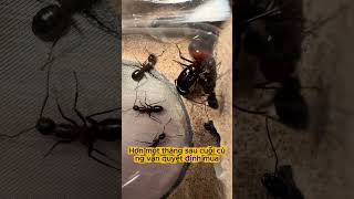 Nuôi đàn kiến mới ,có khiến tôi bất ngờ! #nuoikien #antkeeping #kienchua #ants #insects