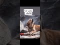 الوفاء غايه لاتدرك بعض الاحيان نتمنى من البشر أن يسلك وفاء الكلب لكن للاسف يسلكون طريق خيانه