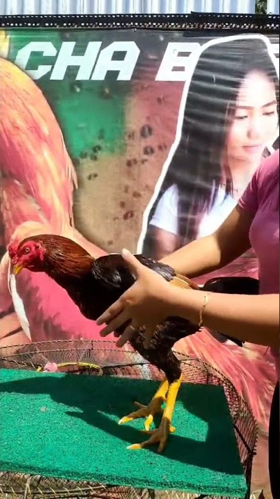 Monixca botoh ayam cantik#shorts #ayam #aseel #ayamkampung #viral
