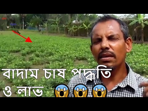 ভিডিও: চীনাবাদাম চাষ