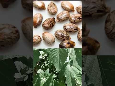 Amfanin Ganyen Zurman Da Yayansa Herbal Basur Nature Sanyi Gidanmagani Herbal