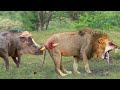 Tragic Ending When Lion Hunts Alone! Warthogs Attack The Lion Mercilessly To Get Their Baby Back