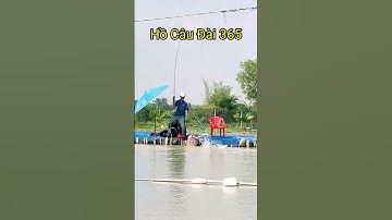 Short √cá chép | Hồ Câu Đài 365 @caudaotv7173