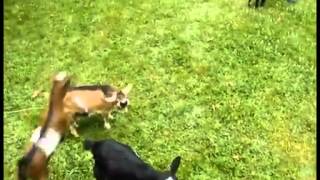 Download lagu Buttermilk the baby goat is an bully Buttermilk the baby goat is an bully