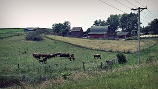 Rocking M Grass Fed Beef | Iowa Ingredient