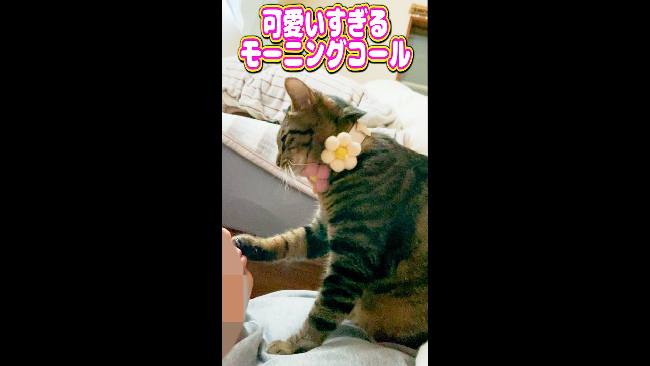 元野良猫の可愛いすぎるモーニングコール Shorts 猫 保護猫 Cat Youtube