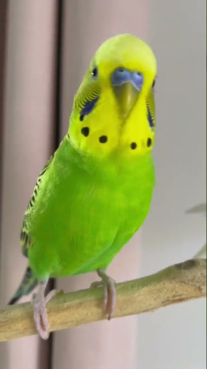 Hyper budgie! 😆 Cute budgie sounds 💚💛 #budgies #parakeet #budgielife #budgiesounds #shorts