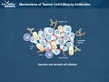 Antibody based Cancer Therapies - Creative Biolabs