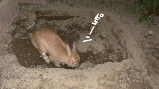 無能な社員には頼っていられないと本能で穴掘り場所を探し当てるうさぎ　No.1083