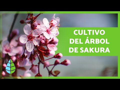 Video: Cuidar los cerezos en maceta - Cómo cultivar cerezos en contenedores