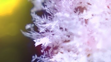 what happend when you drop dry ice in pool compiled video