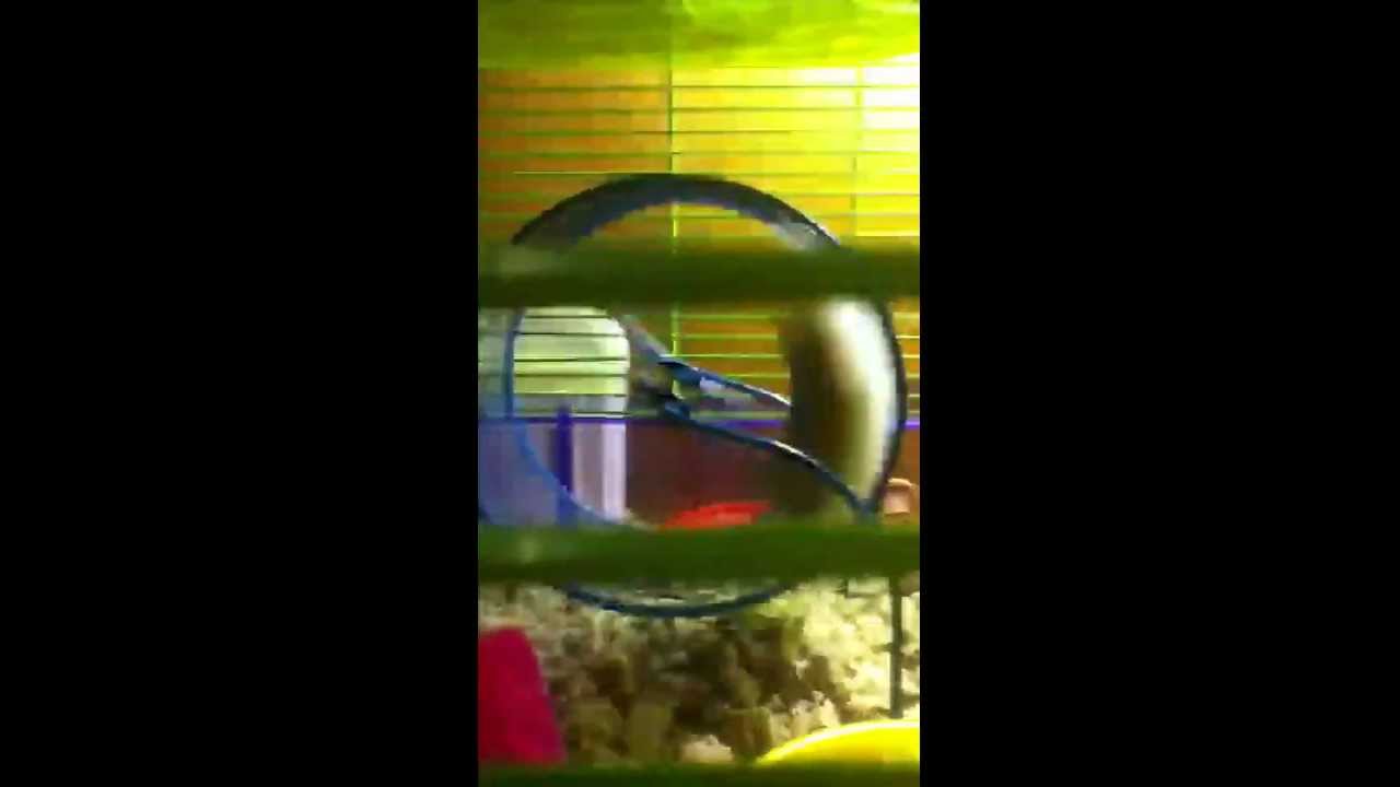 Hamster gets stuck in wheel! - YouTube