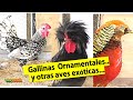 GALLINAS ORNAMENTALES Y OTRAS AVES EXOTICAS