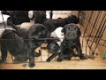 Mama Dog with nursing puppies